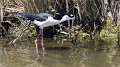 Black-necked Stilt High Island_2010_04_24_3903